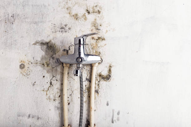 Best Mold Damage Repair  in Shpee Neck, MA