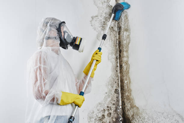 Best Black Mold Removal  in Shpee Neck, MA