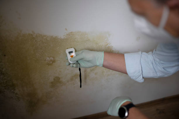 Best Residential Mold Removal  in Shpee Neck, MA