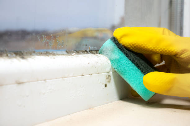 Best Office Mold Removal Services  in Shpee Neck, MA