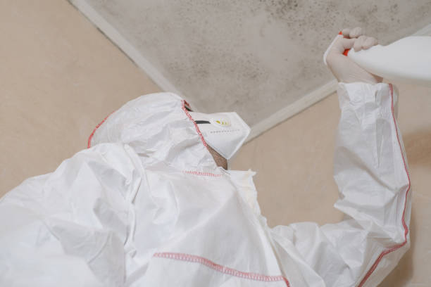 Best Mold Remediation  in Shpee Neck, MA