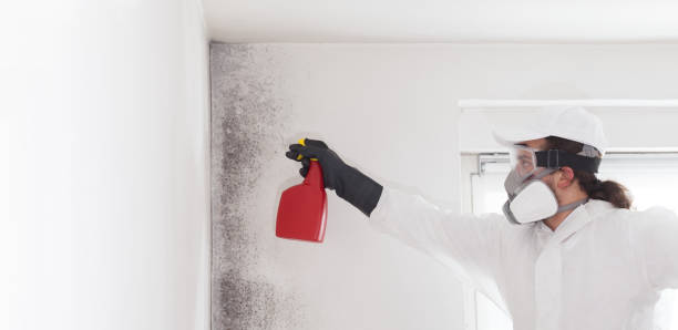 Office Mold Removal Services in Mashpee Neck, MA