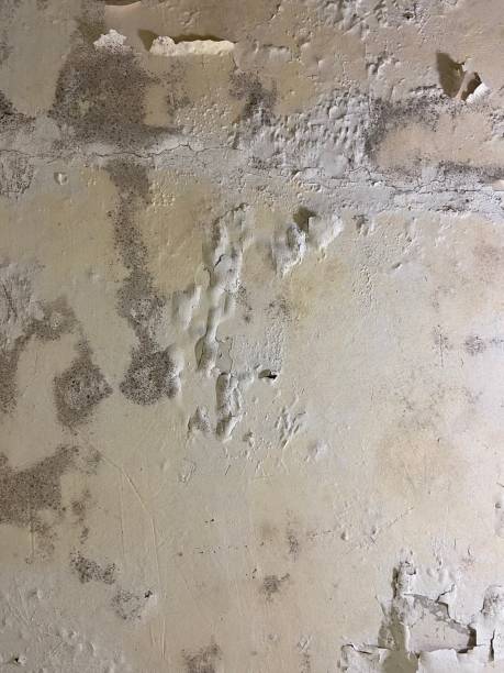 Best Water Damage Restoration  in Shpee Neck, MA