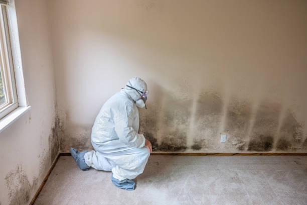 Best Mold Testing and Removal  in Shpee Neck, MA