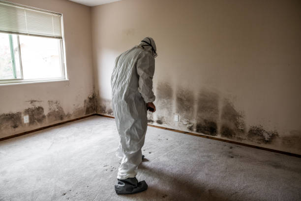 Best Attic Mold Removal  in Shpee Neck, MA