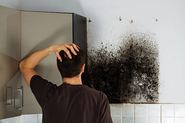 Best Toxic Mold Removal  in Shpee Neck, MA