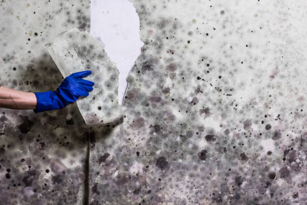 Mold Testing and Removal in Mashpee Neck, MA