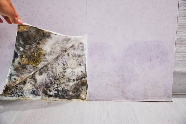 Trusted Mashpee Neck, MA Mold Removal Experts